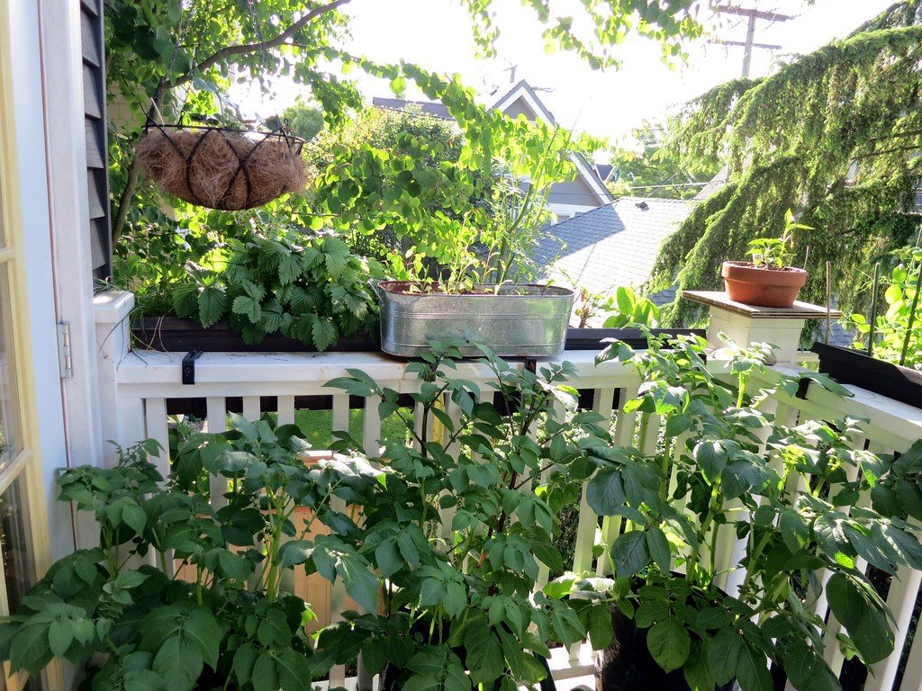 Leafy vegetables growing in pots and a galvanized trough along a deck railing, with a hanging basket overhead.