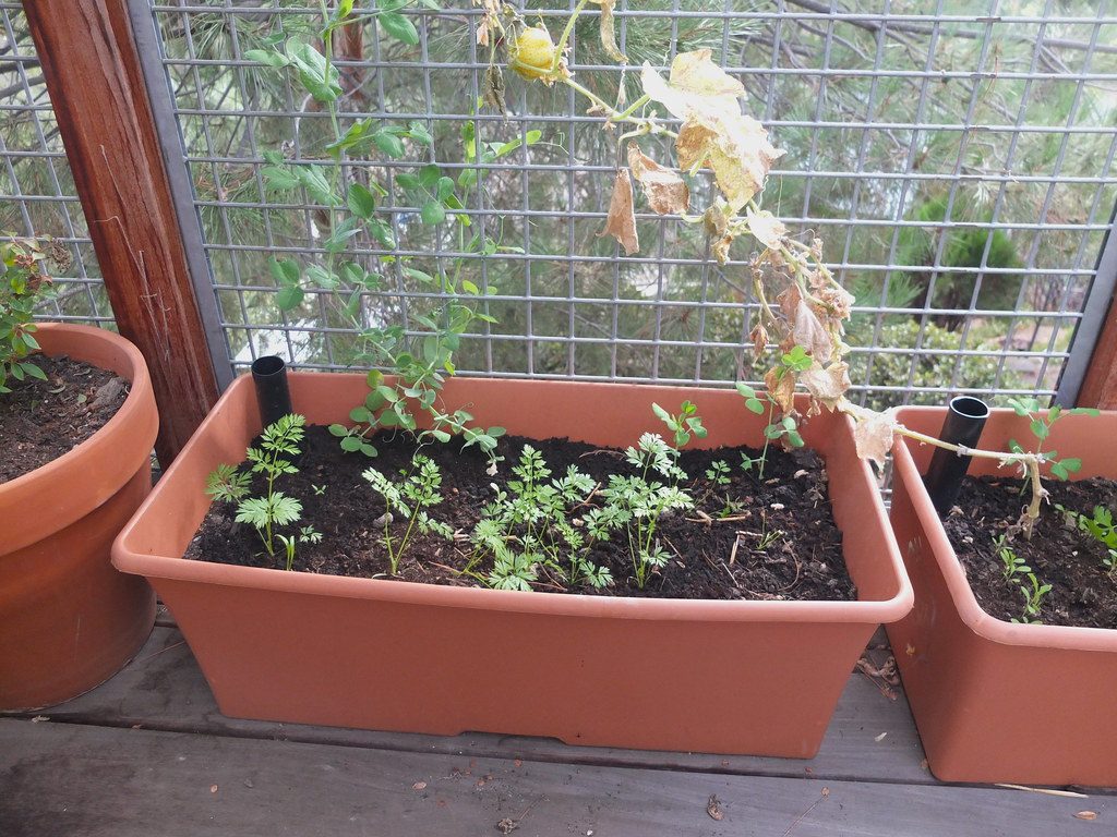 Terracotta-colored rectangular planters on a wooden porch, with black fill tubes rising from the soil.